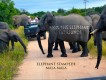 1303180725 - 000 - southafrica kruger malamala elephants1